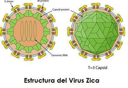 virus zica estructura